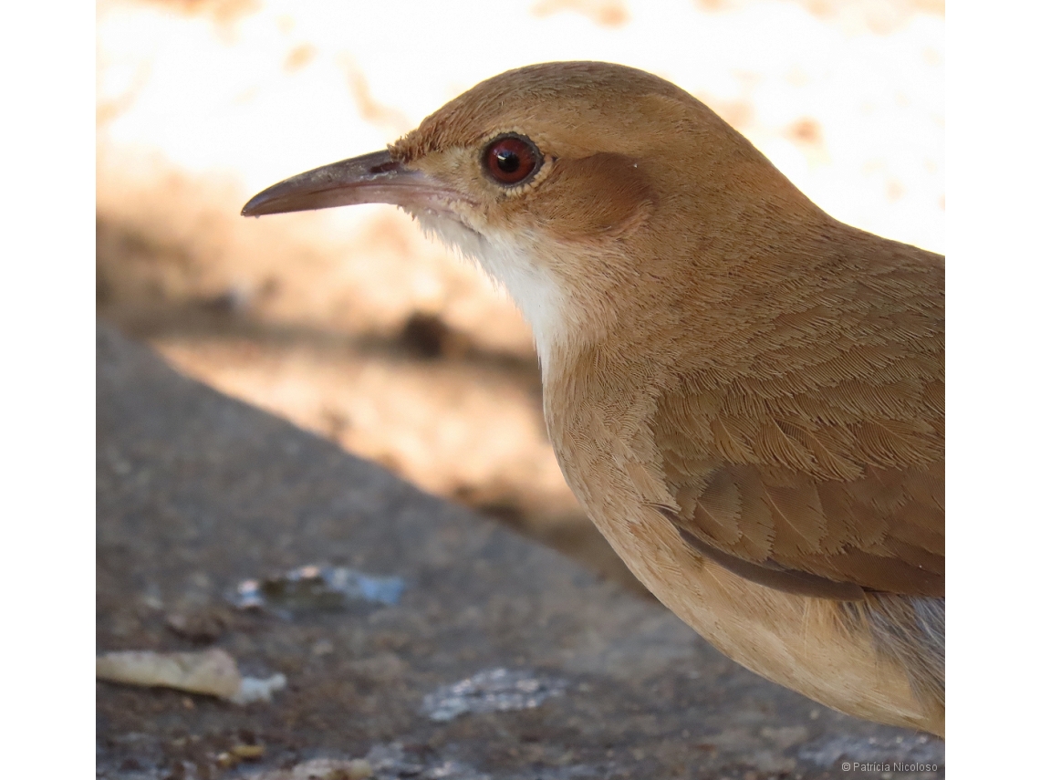 Furnarius rufus