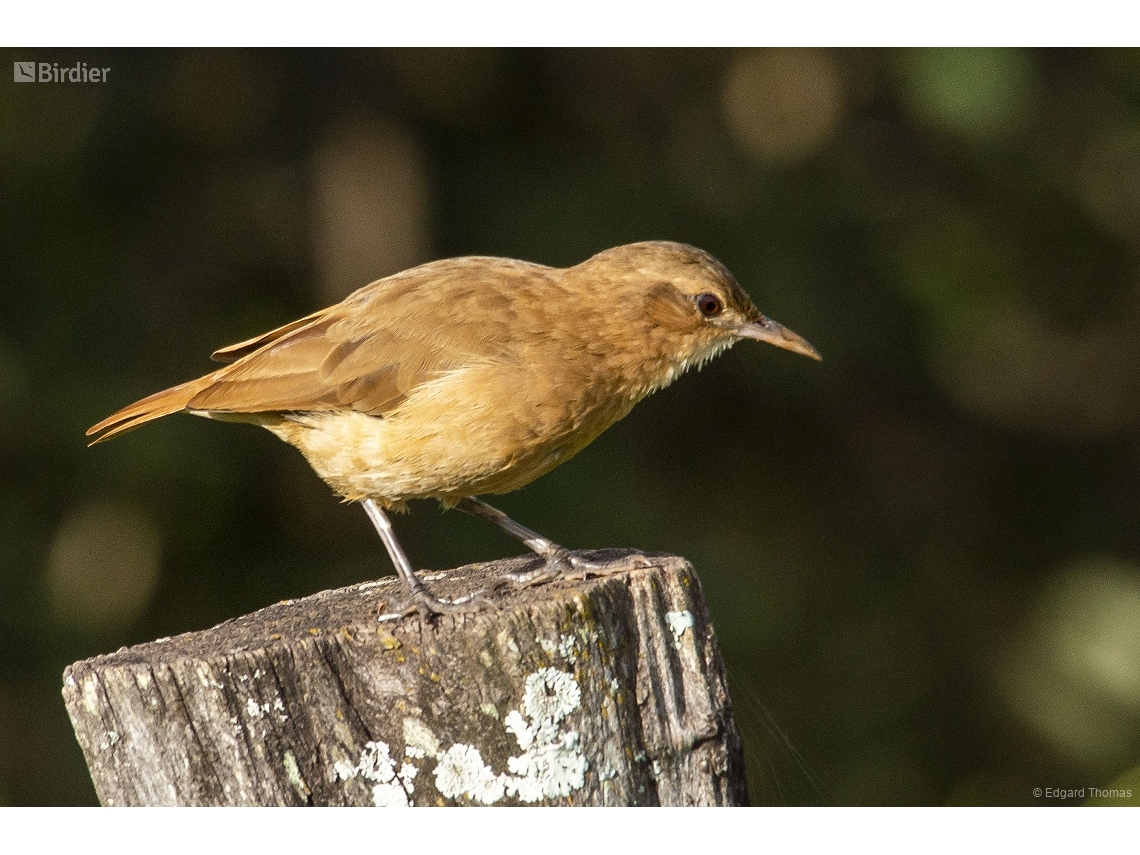 Furnarius rufus