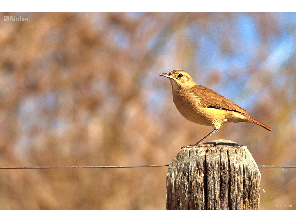Furnarius rufus