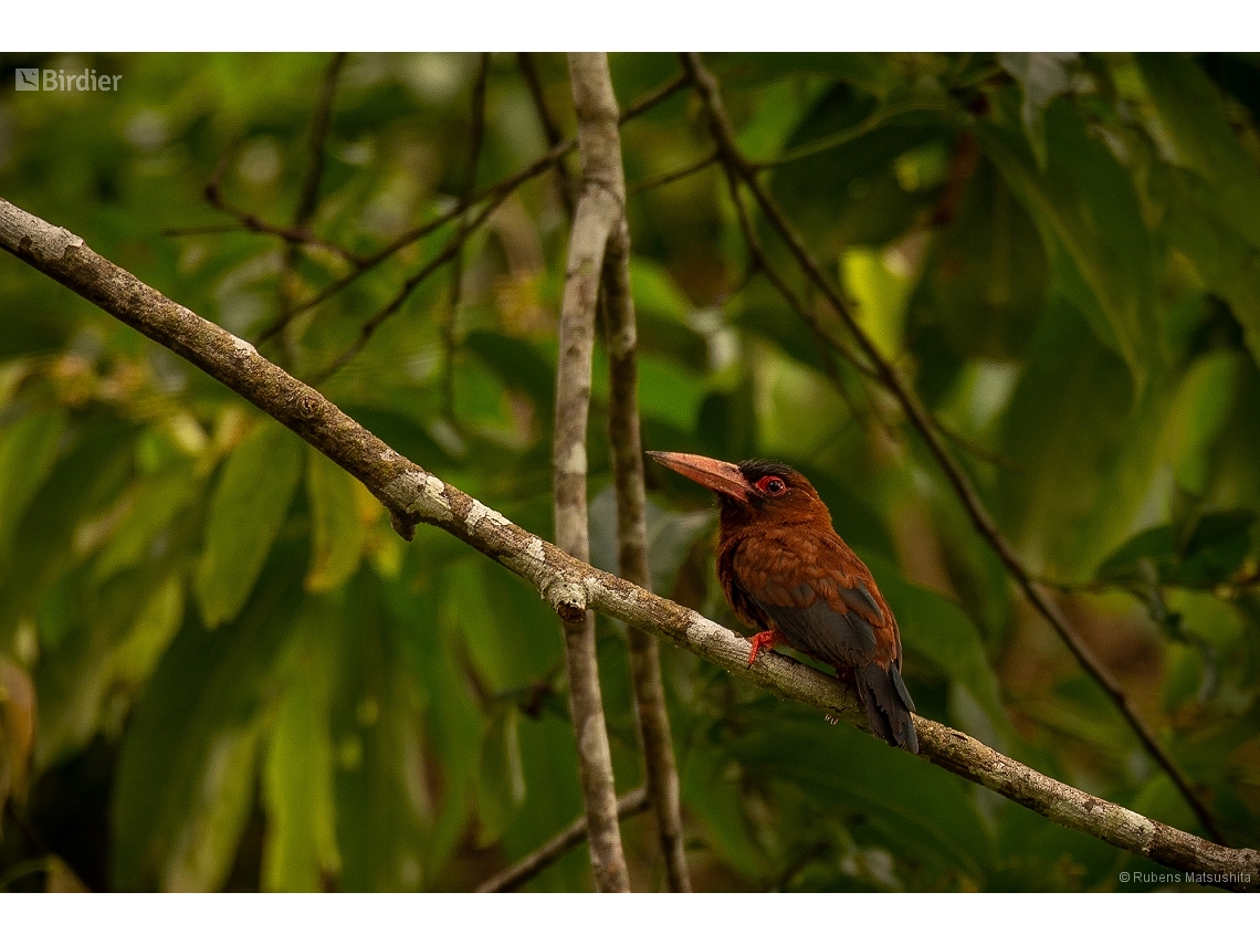 Galbalcyrhynchus purusianus