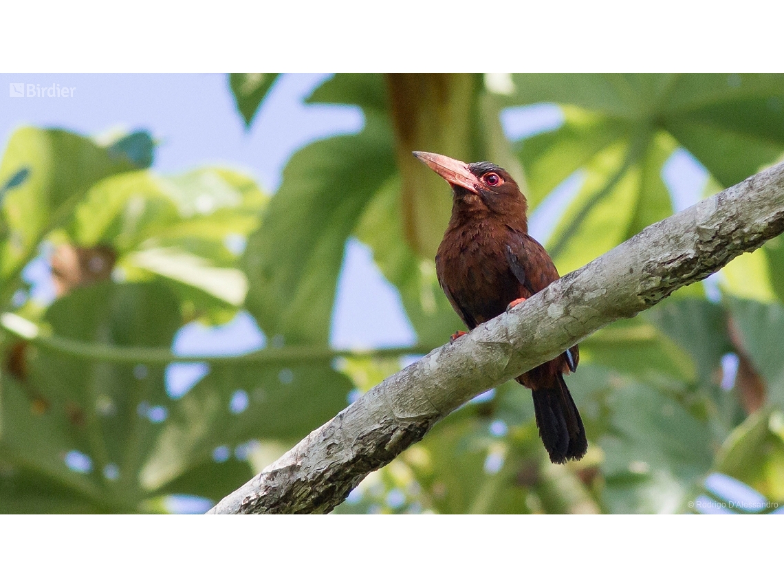 Galbalcyrhynchus purusianus