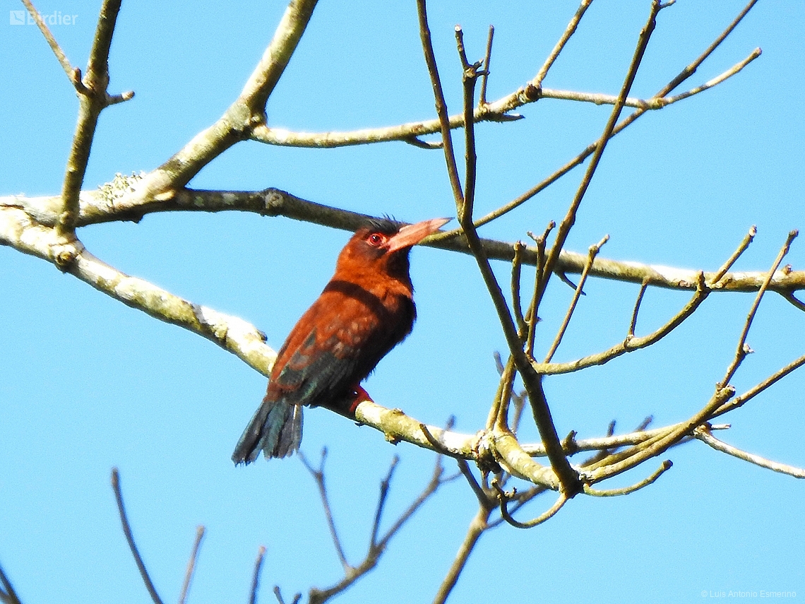 Galbalcyrhynchus purusianus