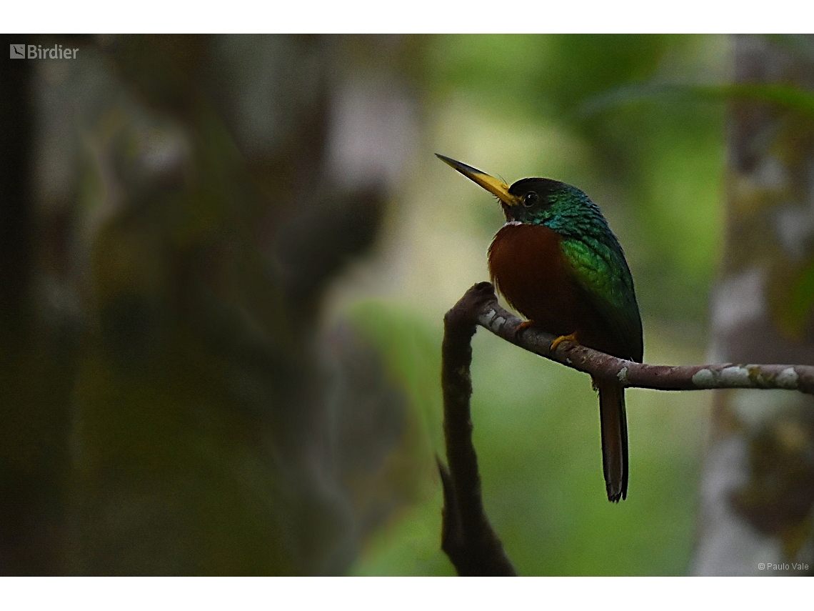 Galbula albirostris