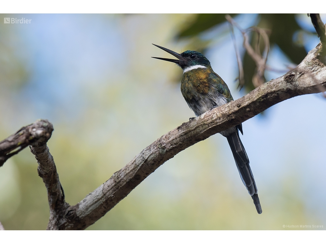 Galbula leucogastra