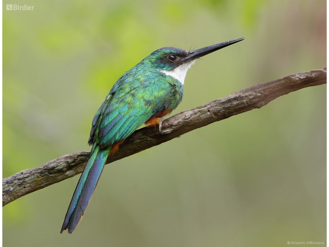 Galbula ruficauda