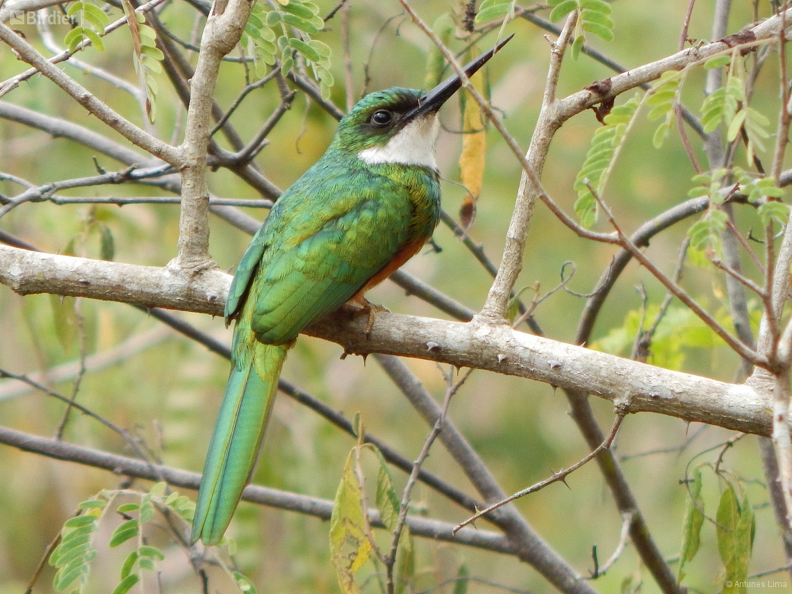 Galbula ruficauda