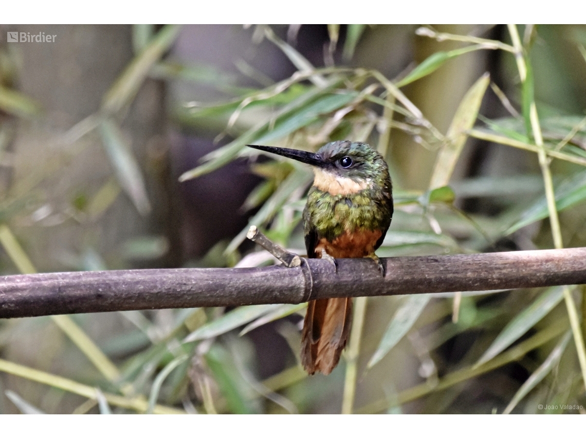 Galbula ruficauda