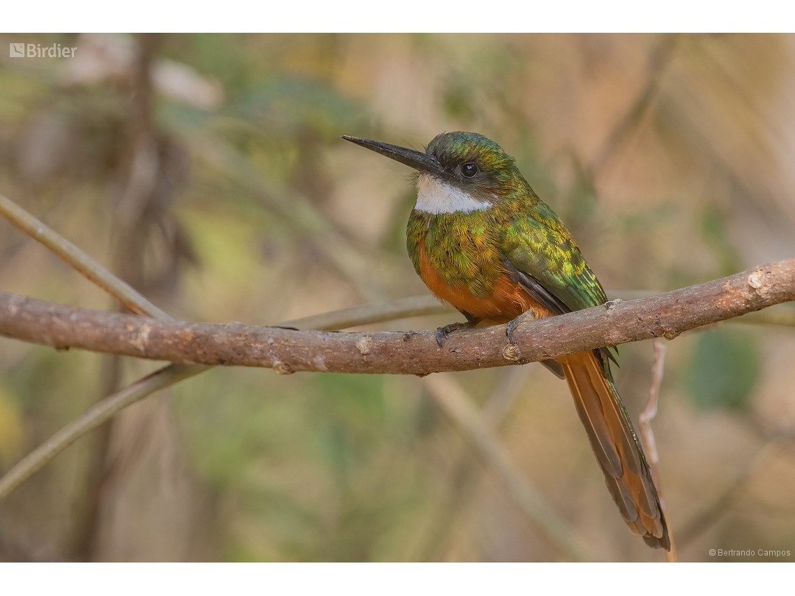 Galbula ruficauda