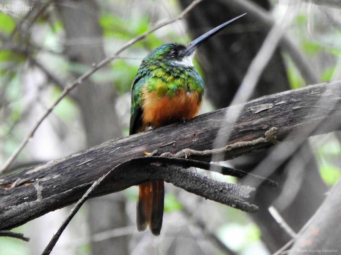 Galbula ruficauda