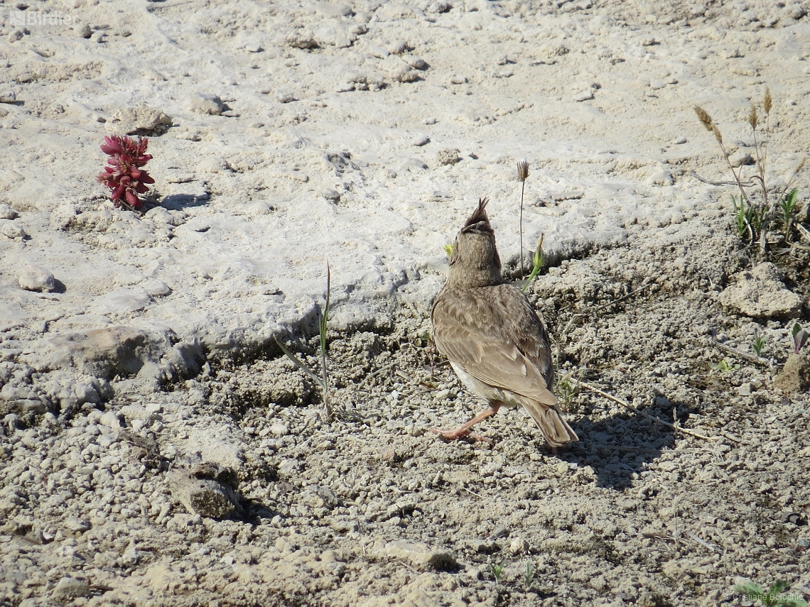 Galerida cristata