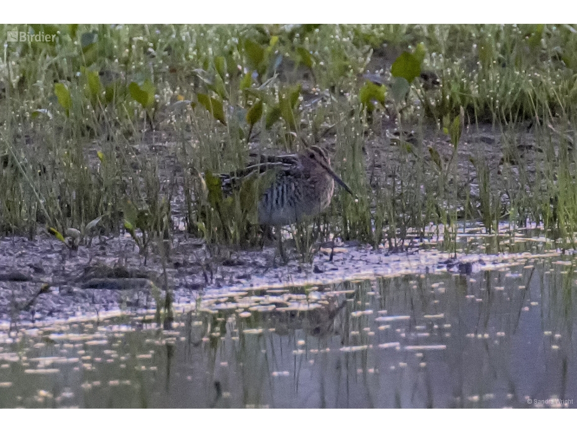 Gallinago delicata