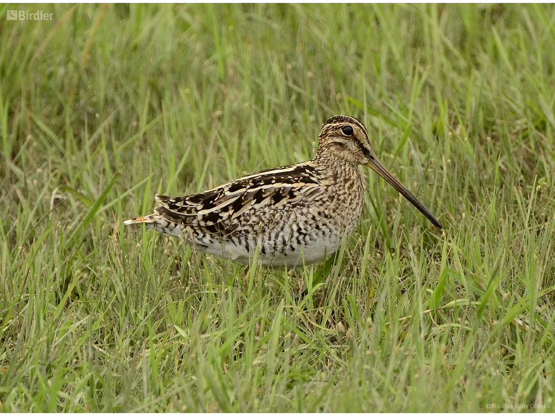 Gallinago paraguaiae