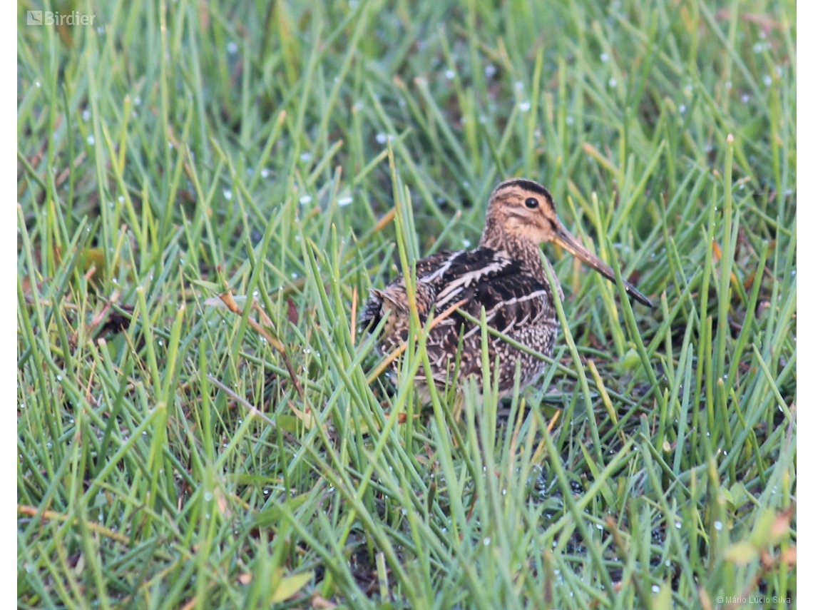 Gallinago paraguaiae