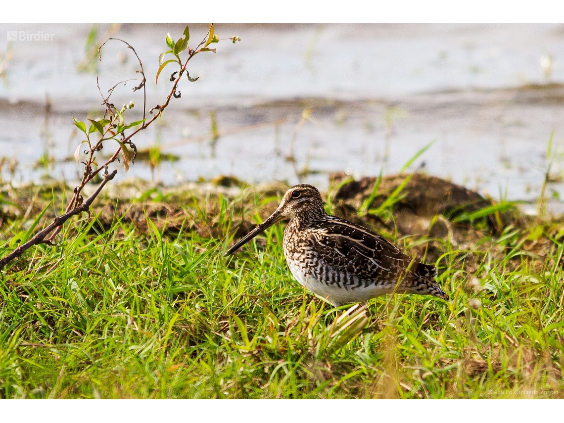 Gallinago paraguaiae