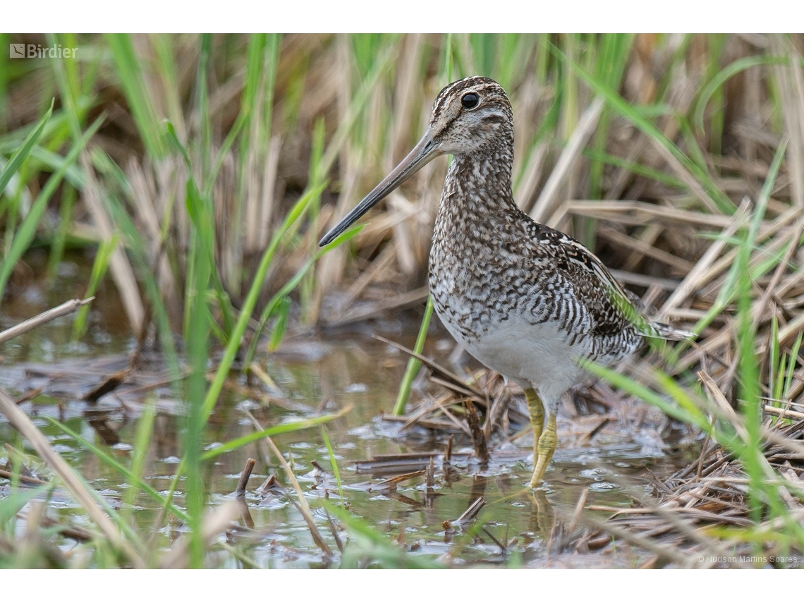 Gallinago paraguaiae