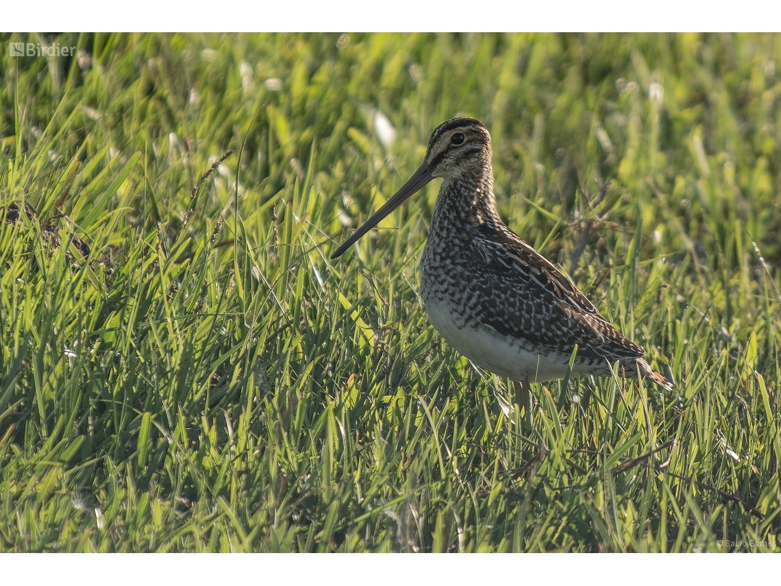 Gallinago paraguaiae