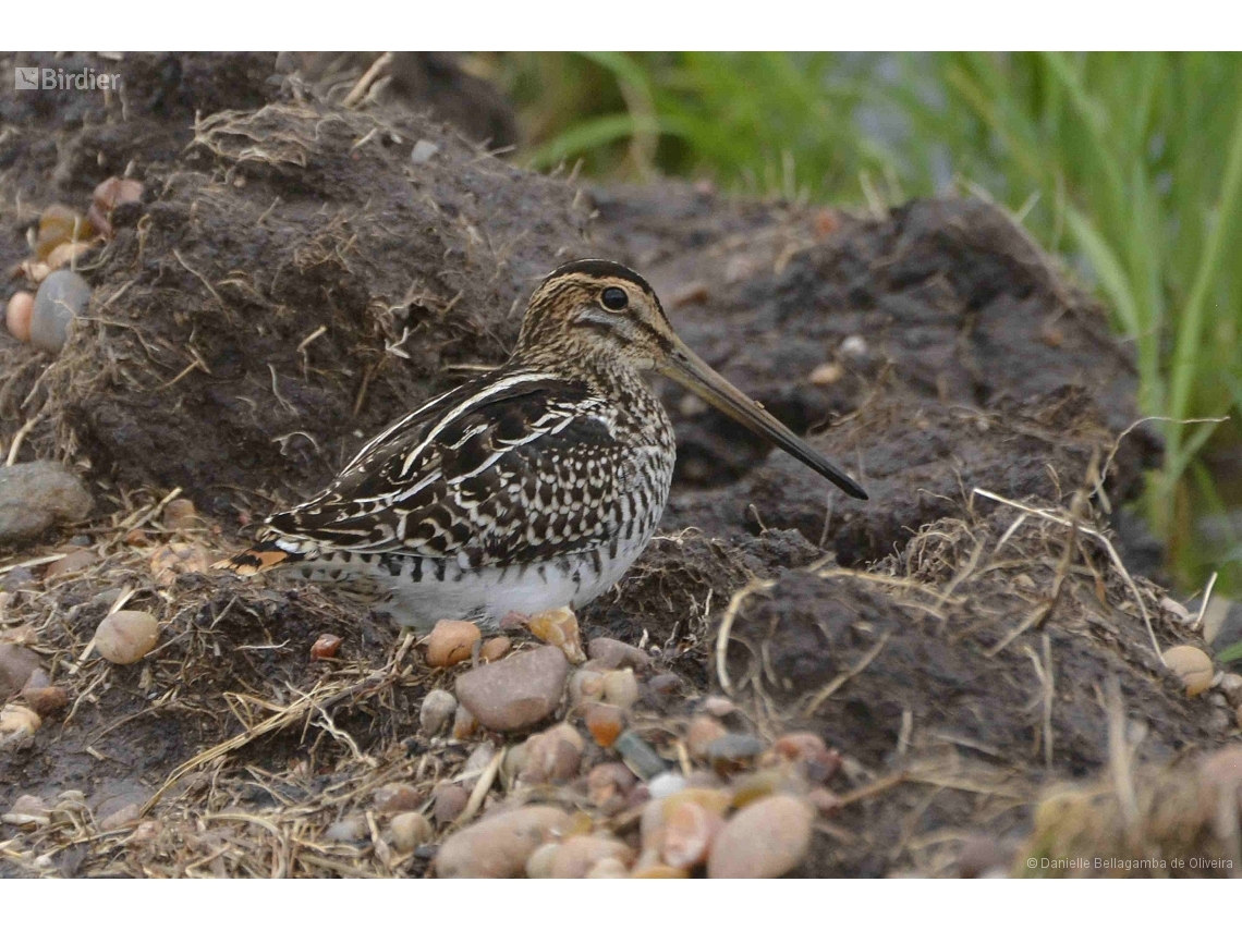 Gallinago paraguaiae