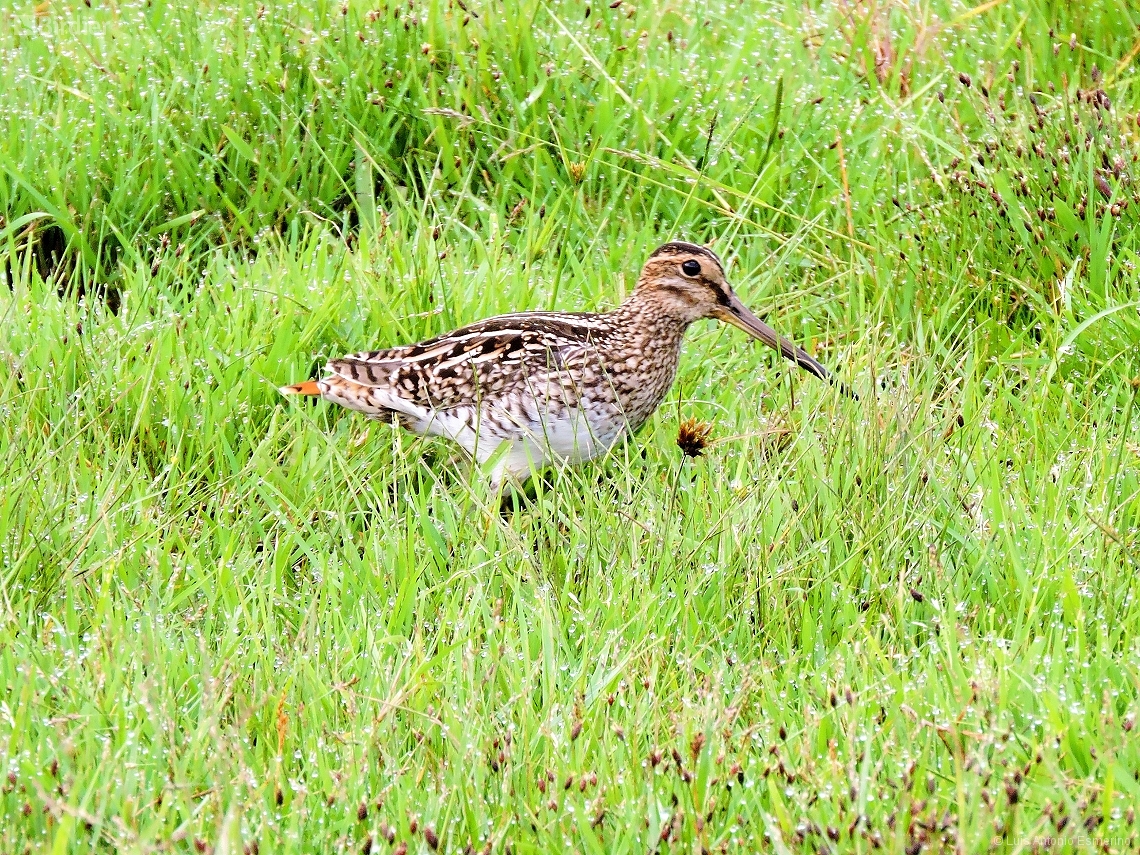 Gallinago paraguaiae