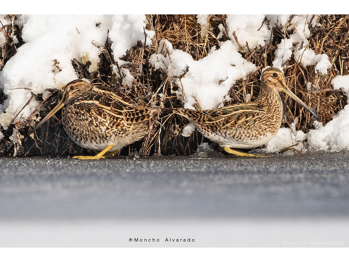 Gallinago paraguaiae