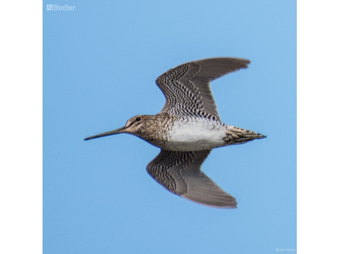 Gallinago stenura