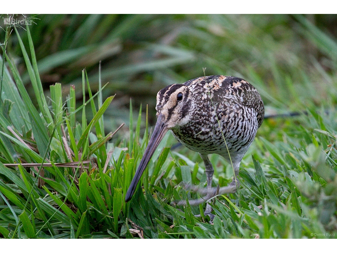 Gallinago undulata