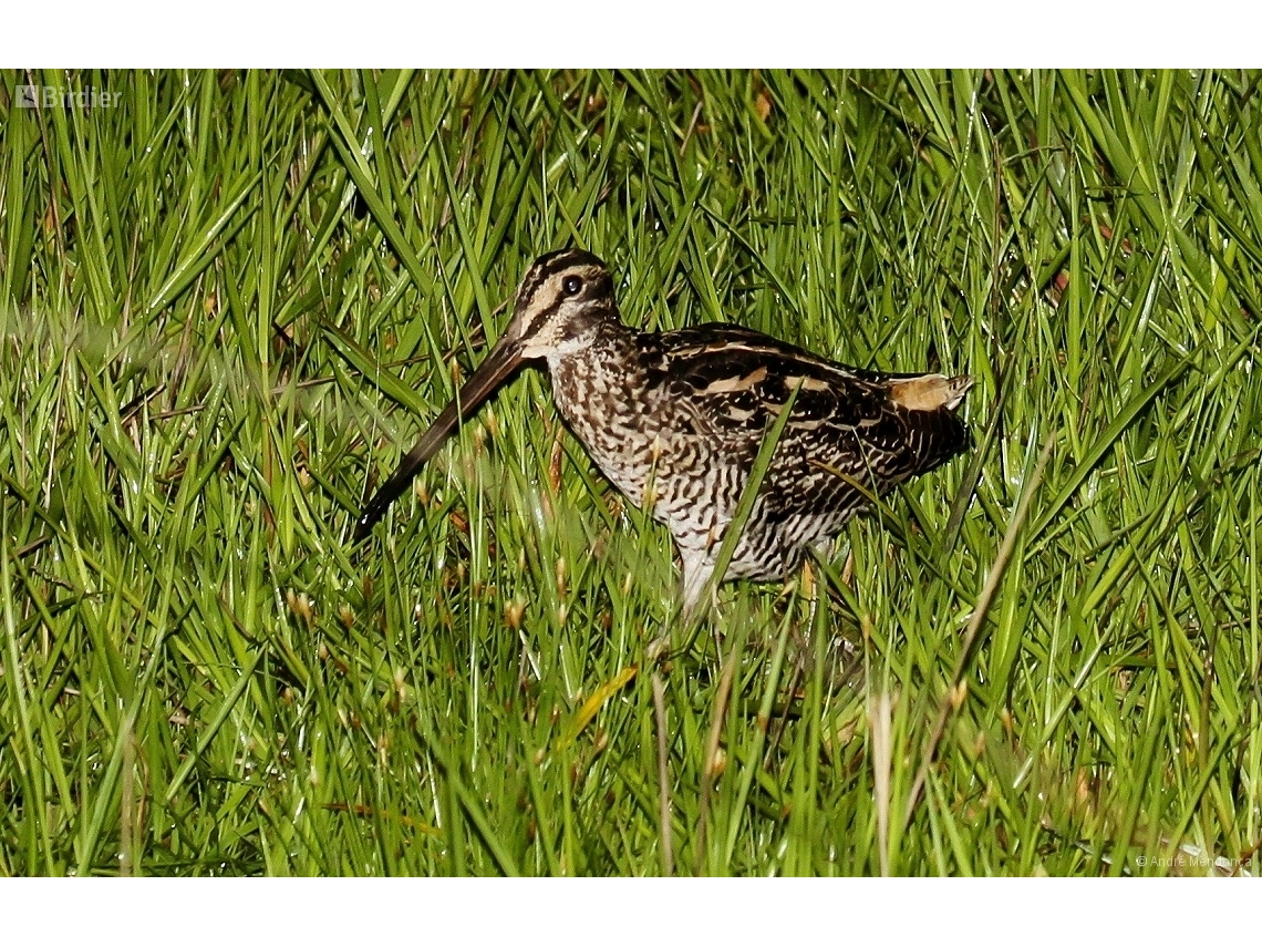 Gallinago undulata