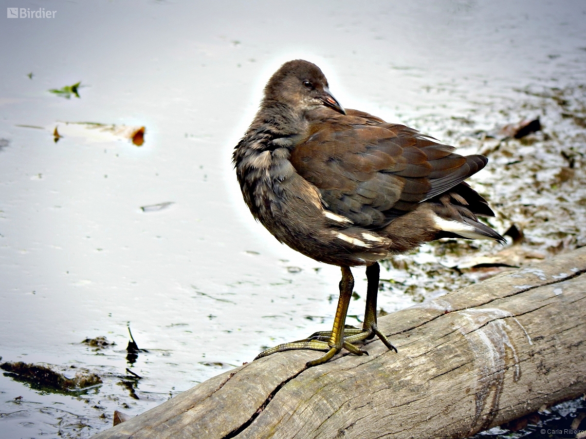 Gallinula chloropus