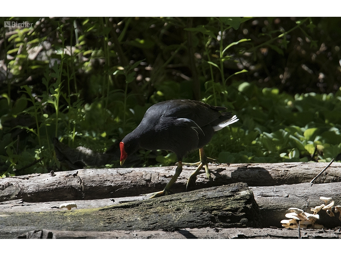 Gallinula chloropus