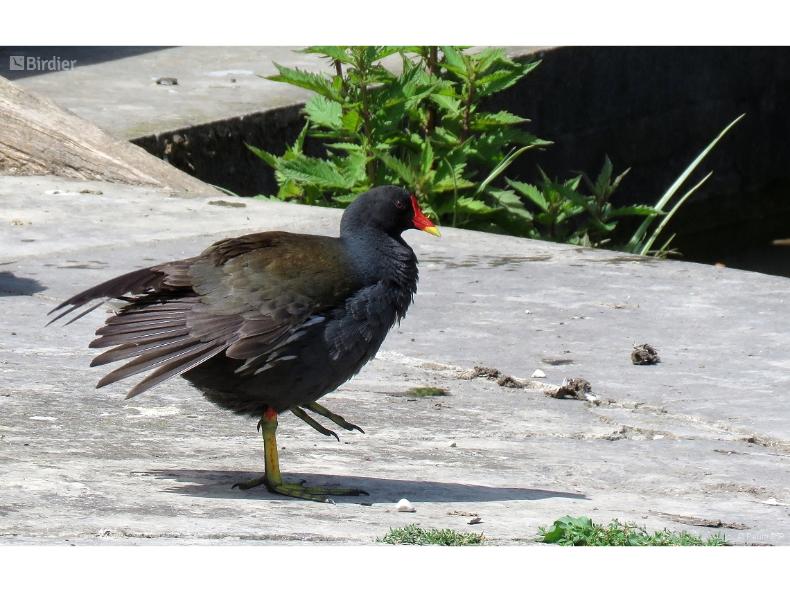 Gallinula chloropus