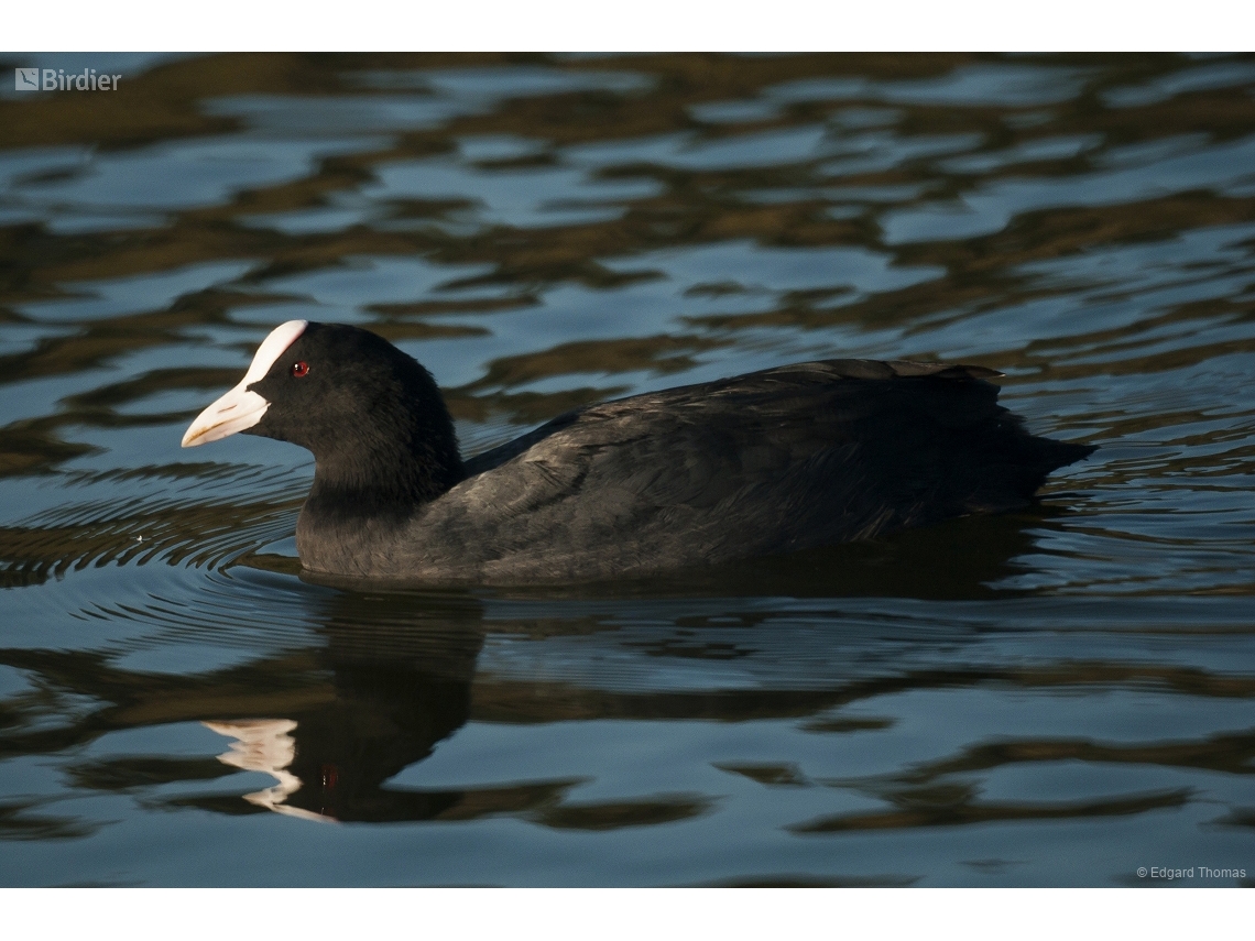 Fulica atra