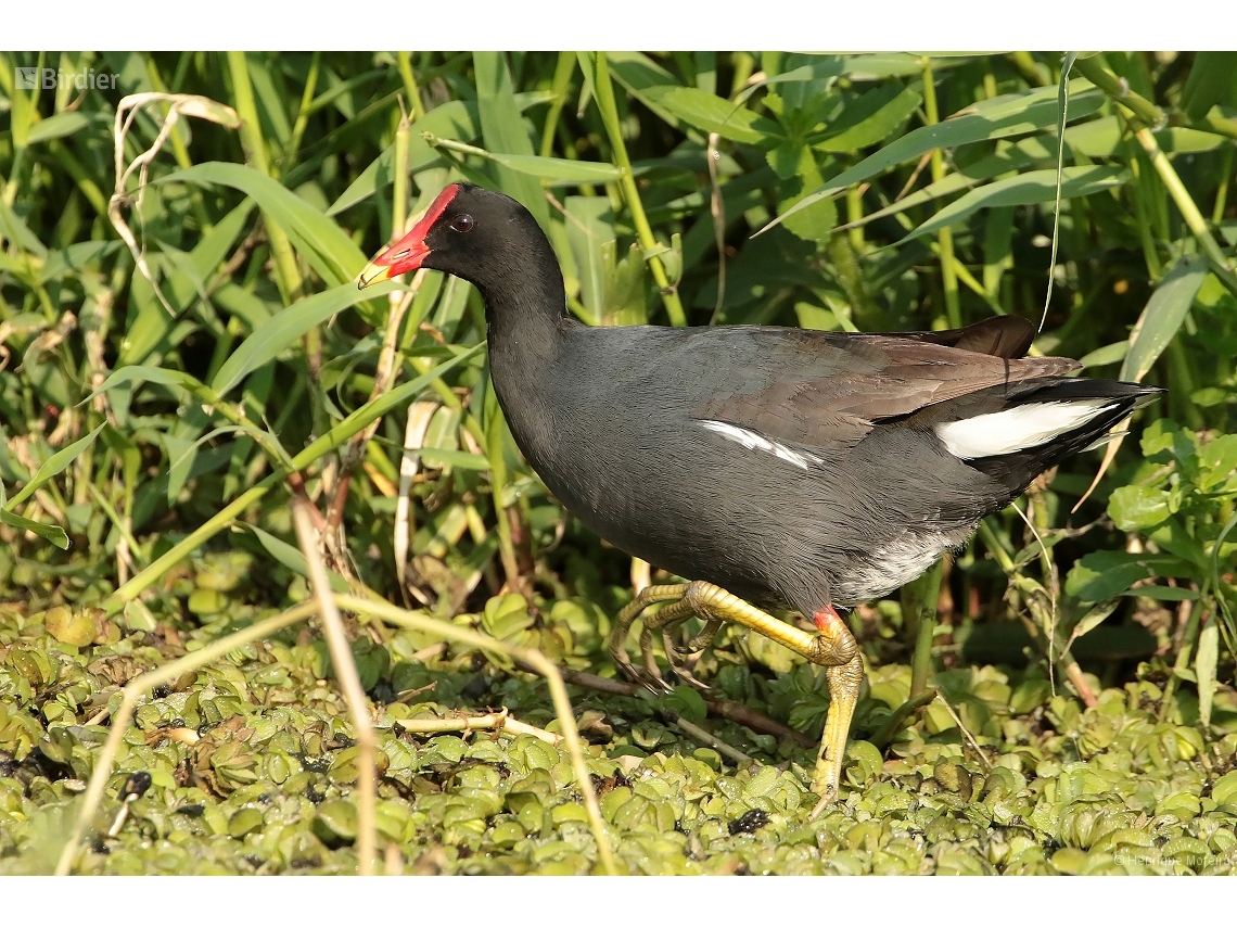 Gallinula galeata