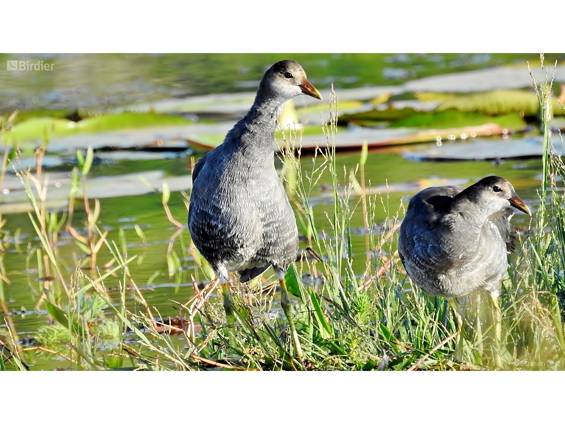 Gallinula galeata