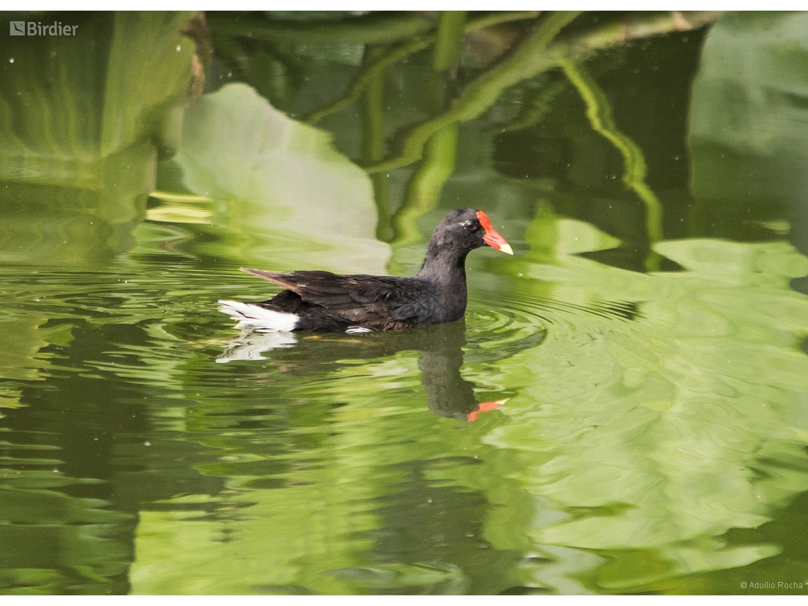 Gallinula galeata