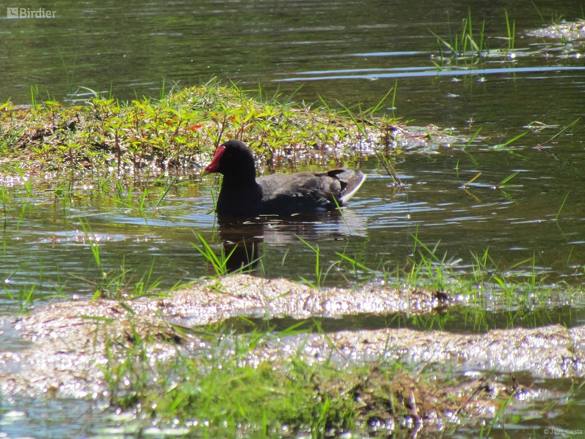 Gallinula galeata