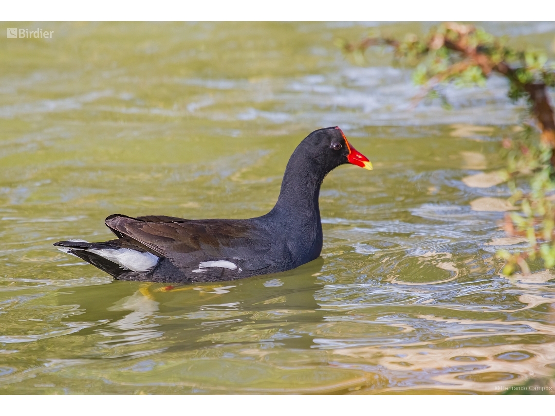 Gallinula galeata