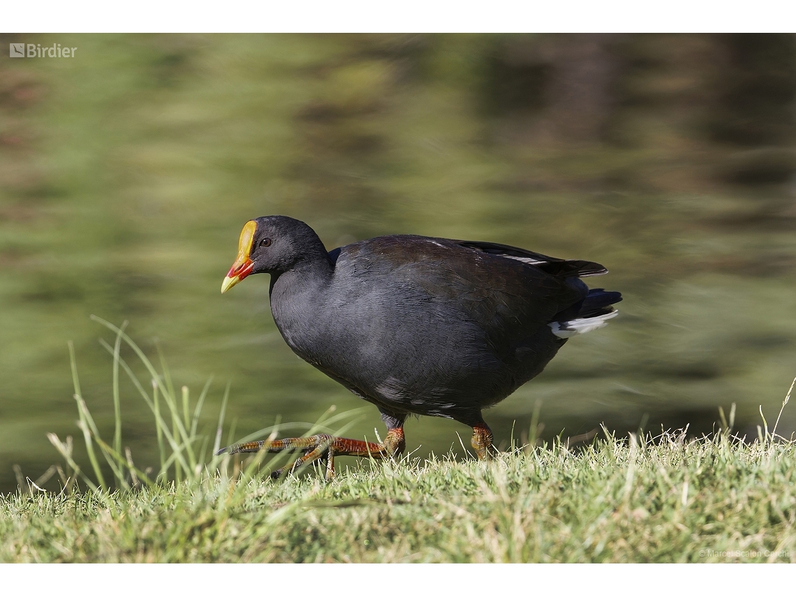 Gallinula tenebrosa
