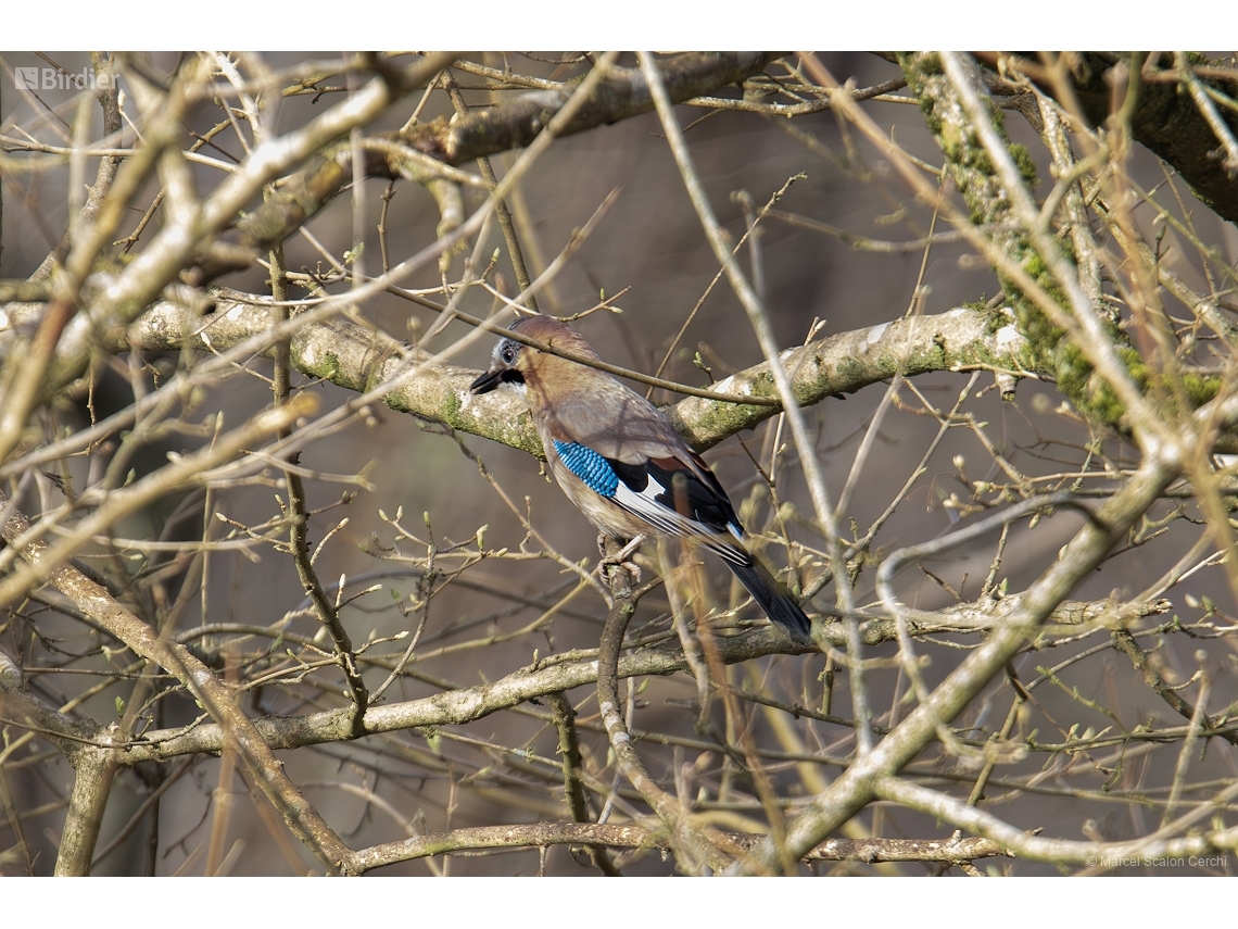 Garrulus glandarius
