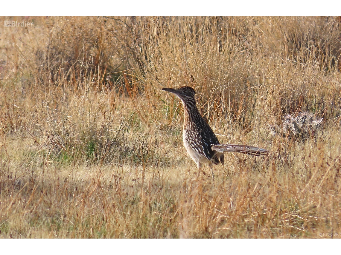 Geococcyx californianus