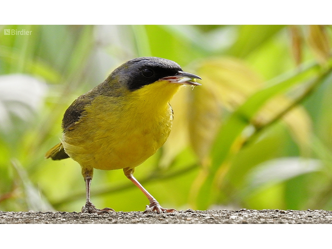 Geothlypis aequinoctialis