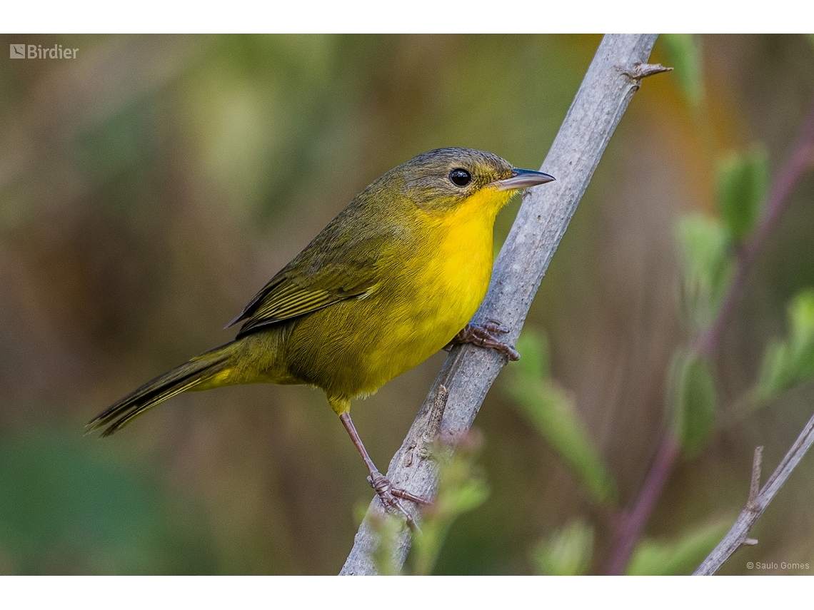 Geothlypis aequinoctialis