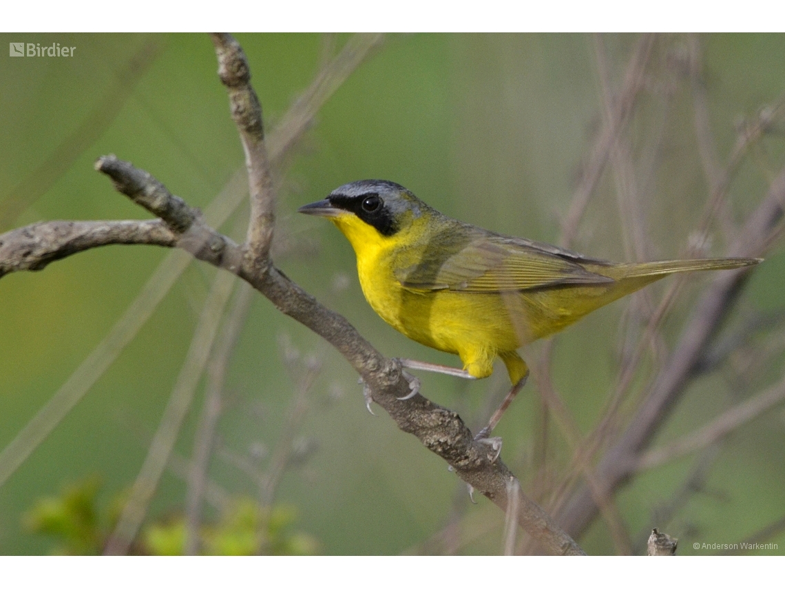 Geothlypis aequinoctialis