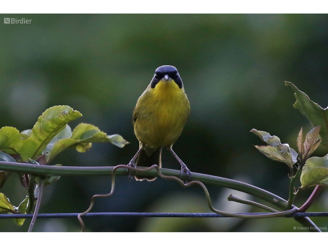 Geothlypis aequinoctialis