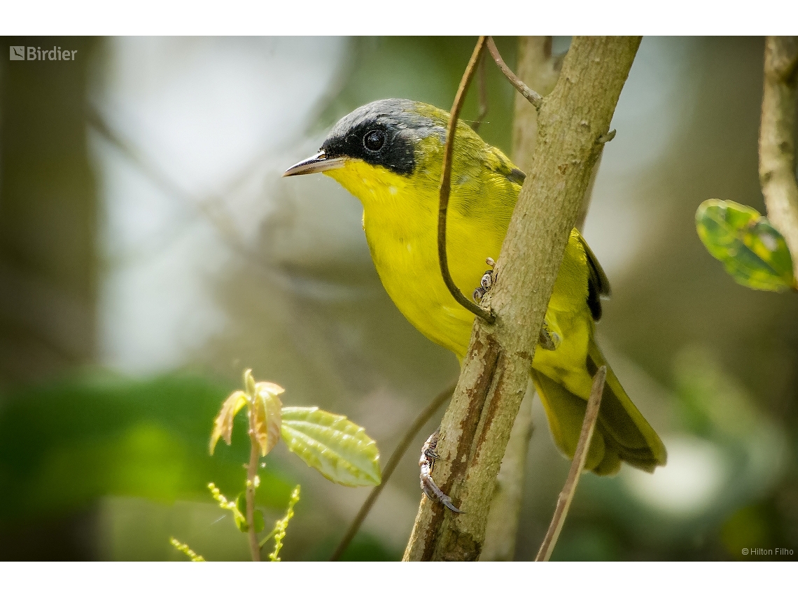 Geothlypis aequinoctialis