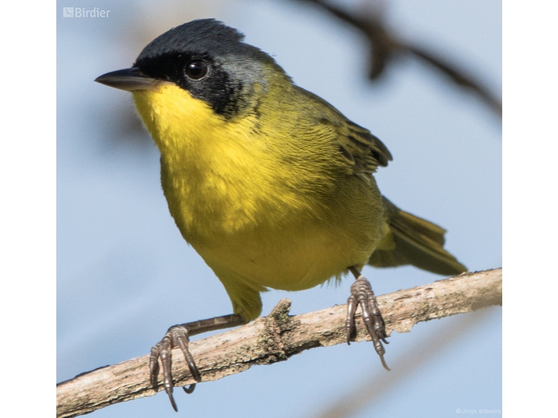 Geothlypis aequinoctialis