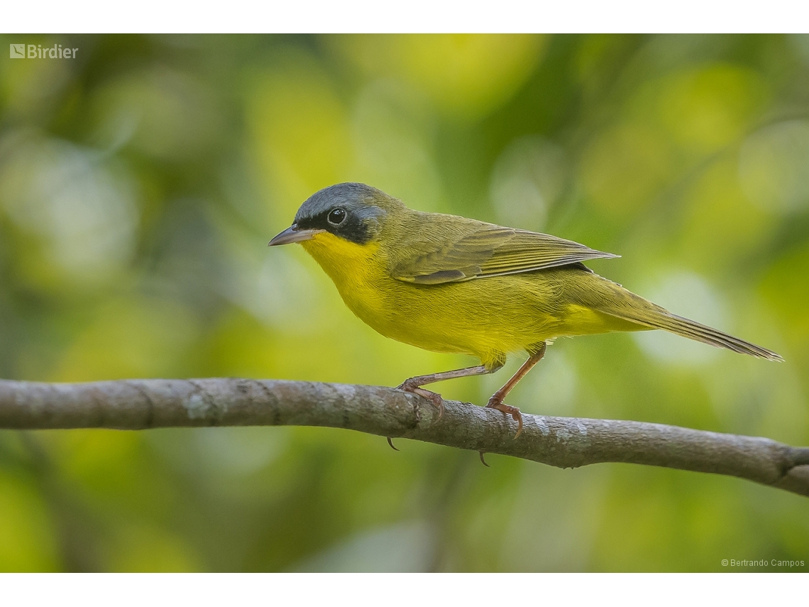 Geothlypis aequinoctialis