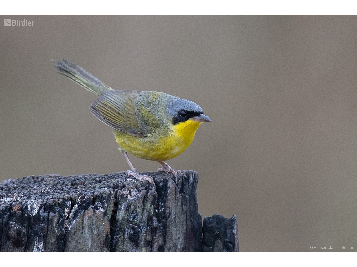 Geothlypis aequinoctialis
