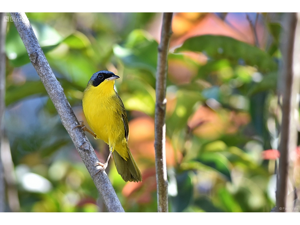Geothlypis aequinoctialis