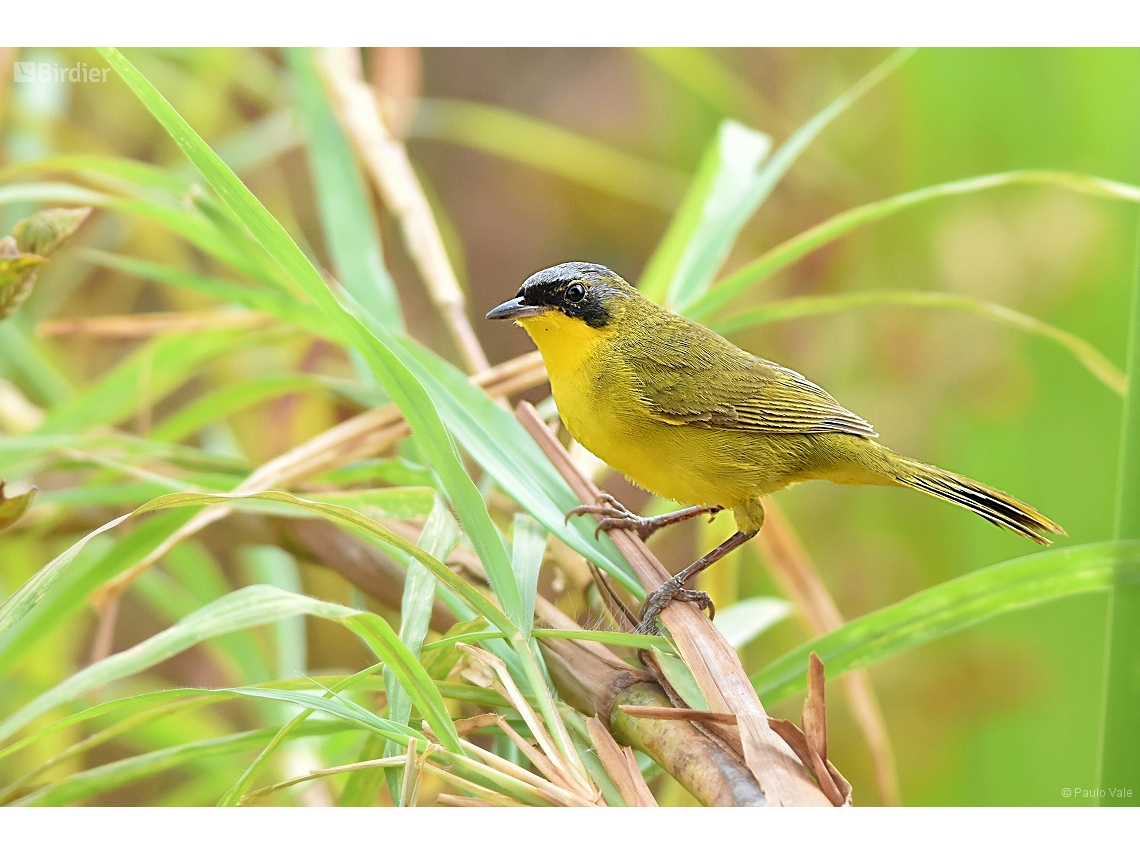 Geothlypis aequinoctialis
