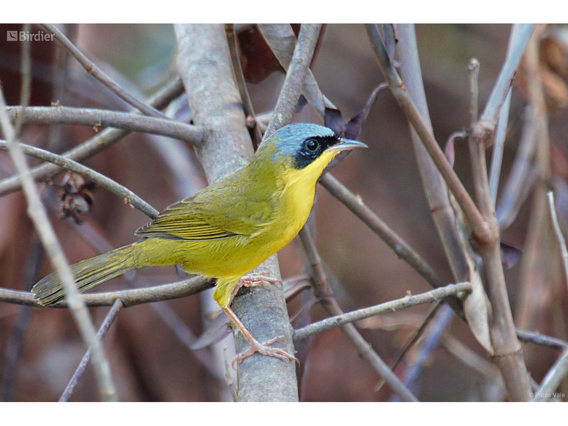 Geothlypis aequinoctialis