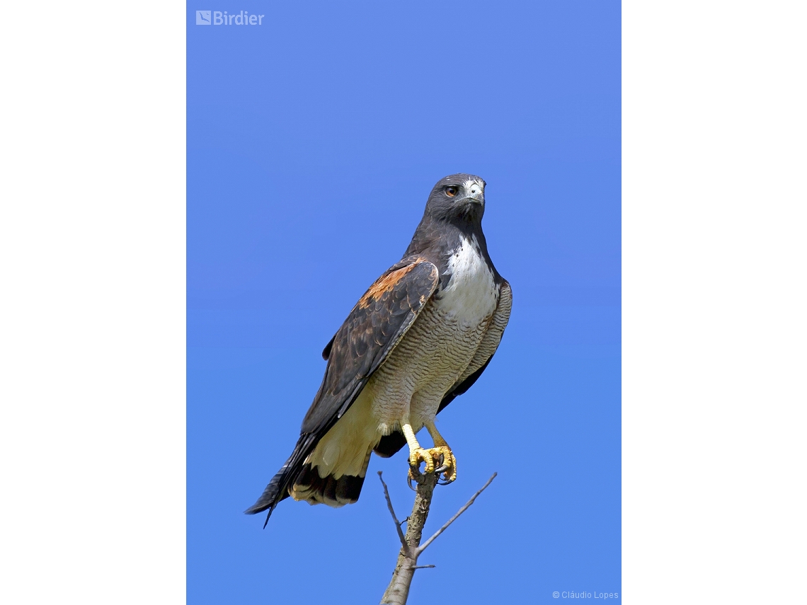 Geranoaetus albicaudatus